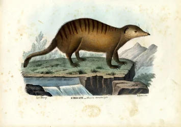 Suricate、1863-79